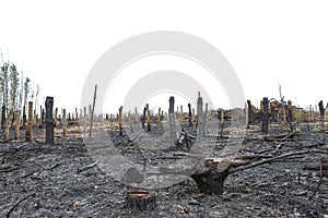 Burned tree trunks Dry dead gray tree trunks with branches after a fire, terrible fire
