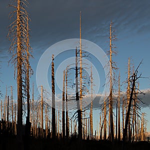 Burned tree trunks and sunset in dark cloudy day