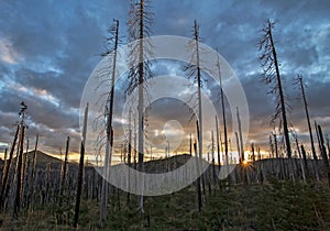 Burned tree trunks and sunset in dark cloudy day