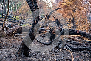 Burned tree trunks and vegetation in Australia.