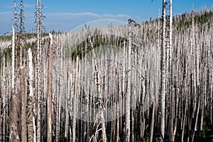 Burned Trees