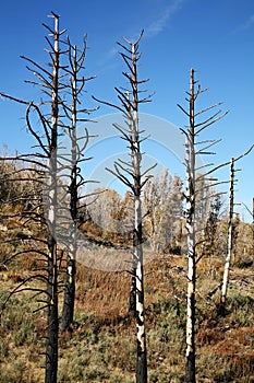 Burned Trees