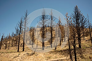 Burned Trees