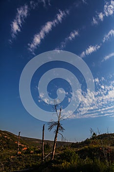 Burned trees with blue sky background