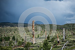 Burned trees from a California forest fire in the Inyo National Forest, near Devils Postpile National Monument in Mammoth Lakes,