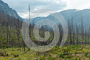 Burned trees in Cascade campground in the Lolo National Forest, Montana, USA photo