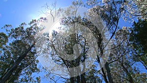 Burned trees in the Dandenong ranges, Australia