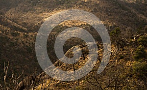 Burned Trees Dot The Cliffs Below Emory Peak Trail