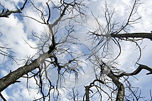 Burned trees after fire