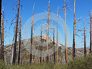 Burned trees in the forest blue sky.