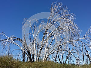 Burned trees in the forest blue sky.