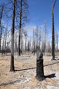 Bruciato alberi foresta 