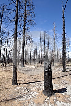 Burned Trees - Forest Fire