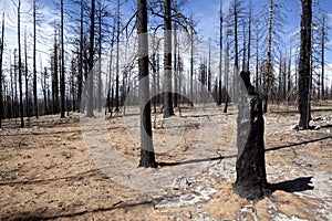 Bruciato alberi foresta 