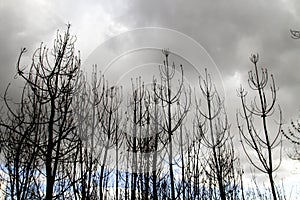 Burned trees after a forest fire