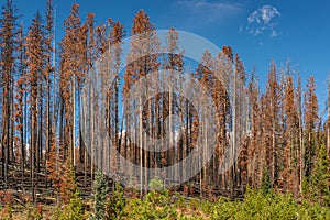 Burned trees from a forest fire in Colorado