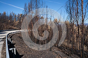 Burned trees near a road in Pedrogao Grande after the wildfires photo