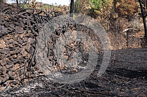 Burned trees near a road in Pedrogao Grande after the wildfires photo