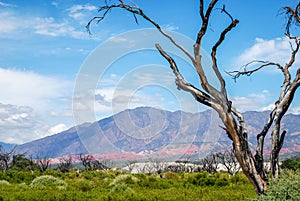 Burned trees, sand and mountains