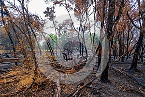 Burned trees and shrubs after forest fire.