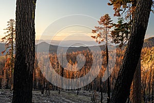 Burned Trees Stand After Dixie Fire Looking Over Lake Almanor