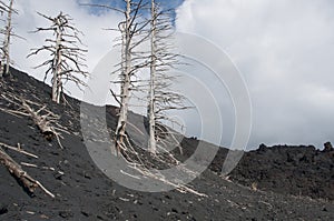 Burned trees on volcano