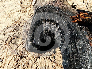 Burned trunk - Tronco quemado photo