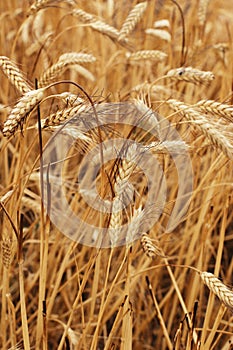 Burned Wheat Field