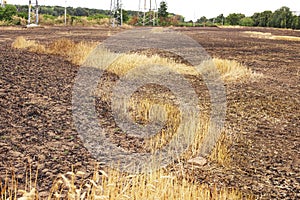 Burned Wheat Field