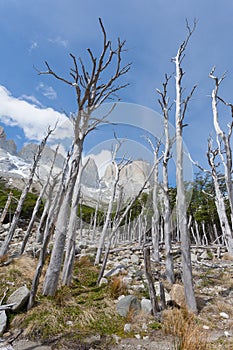 Burned woodland, French Valley, Torres del Paine, Chile