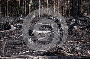 Burned zone with black stumps in sunlight after forest fire