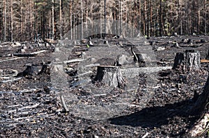Burned zone with closeup of black stumps in sunlight after forest fire