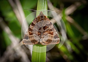 Burnet Companion Moth photo