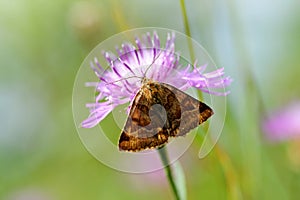 Burnet Companion Moth Euclidia glyphica