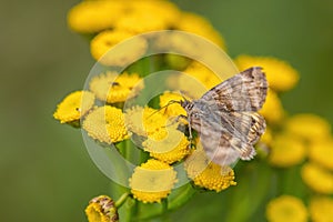 Burnet Companion moth - Euclidia glyphica