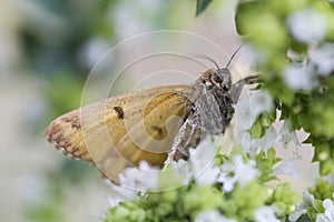 Burnet Companion moth Euclidia glyphica