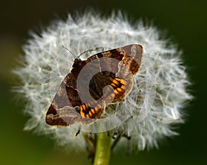 Burnet Companion Moth Euclidia glyphica perching