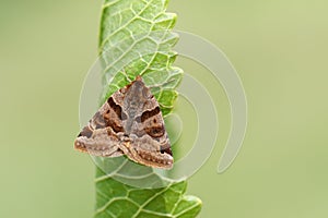 A Burnet Companion Moth, Euclidia glyphica, perching on a leaf in spring.