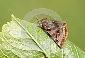 A Burnet Companion Moth, Euclidia glyphica, perching on a leaf in spring.