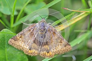 Burnet companion moth, Euclidia glyphica, resting in a field