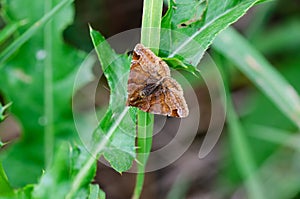 Burnet companion moth on leaf in meadow