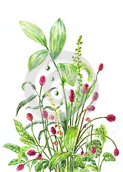 burnet, lily of the valley, stone bramble. Sanguisorba, Convallaria majalis, Rubus saxatilis.