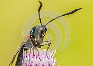 Burnet moth