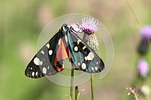 Burnet moth