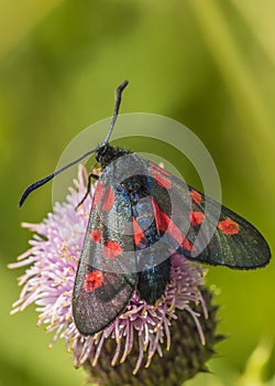 Burnet moth photo