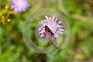 The burnet moth Zygaena ephialtes