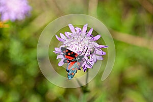 The burnet moth Zygaena ephialtes