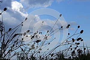 Burnet officinalis (lat. Sanguisorba officinalis) against the background of the evening sky