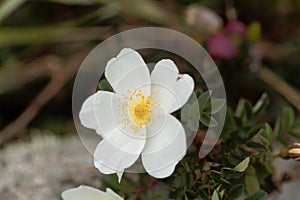 Burnet rose Rosa spinosissima