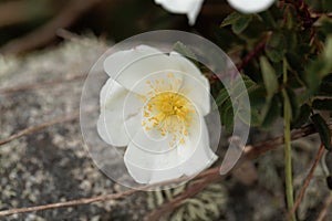 Burnet rose Rosa spinosissima